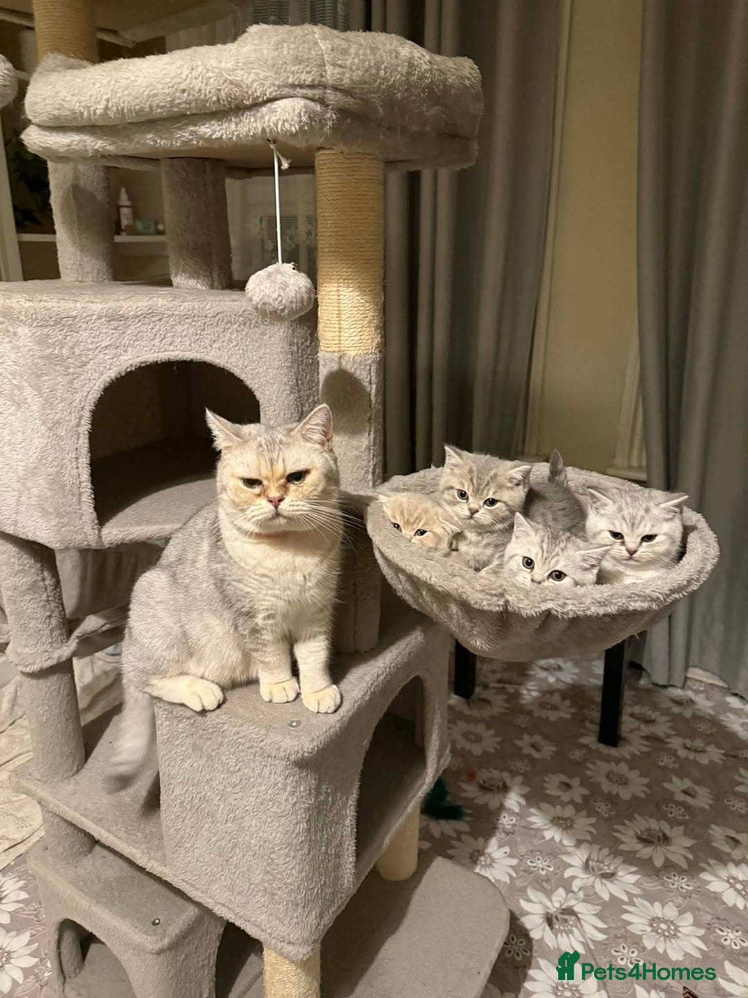 British Shorthair cats for sale: British shorthair kittens for sale  - Advert 22