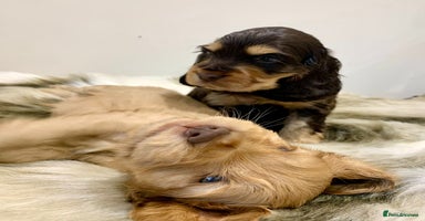 Cocker Spaniel dogs Show cockers champion bloodlines. simbawood lines. - Advert 11