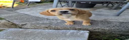 Mixed Breed dogs for sale: Cavador puppies 8weeks old  - Advert 3
