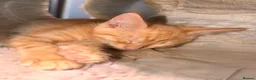 Savannah cats for sale: Ginger x f5 Savannah kittens 🔥 - Advert 11