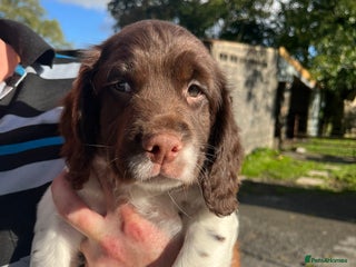 English Springer Spaniel dogs - Advert 12