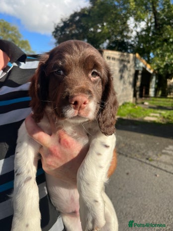 English Springer Spaniel dogs - Advert 13