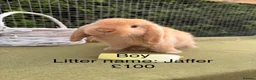 Mini Lop rabbits for sale: Mini lop babies! Lots of colours!  - Advert 16