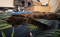 Ragdoll cats for sale: Brother & Sister 8month Ragdoll kittens for Home - Advert 10