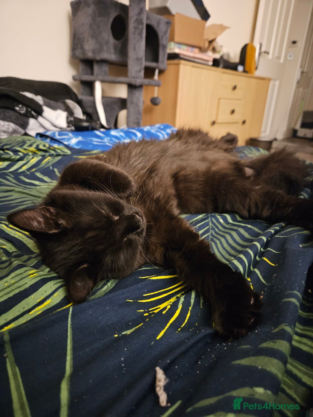 Ragdoll cats for sale: Brother & Sister 8month Ragdoll kittens for Home - Advert 10