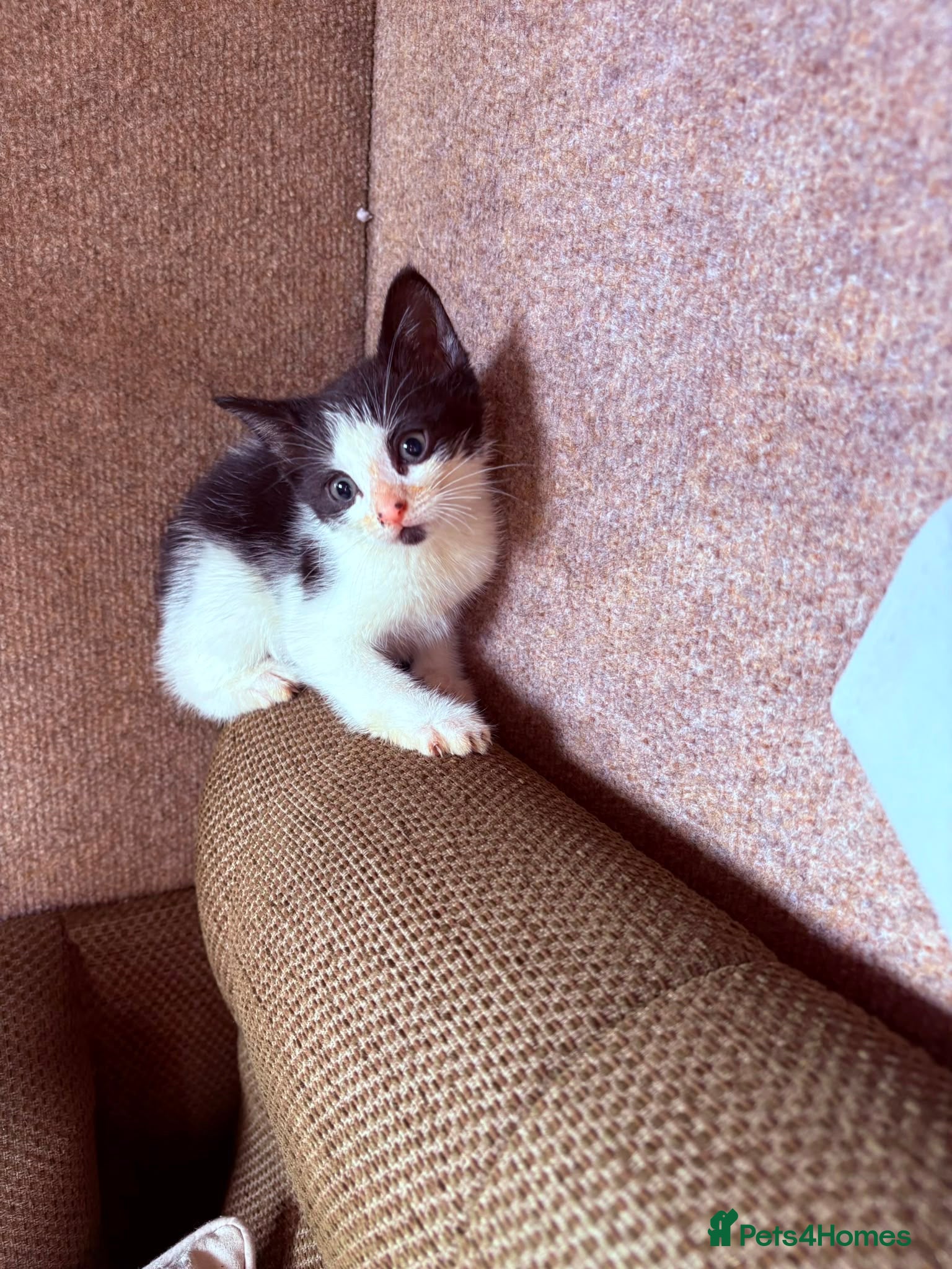 Mixed Breed cats for sale: Beautiful kittens in Dewsbury - Advert 4