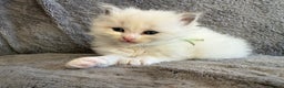 Ragdoll cats for sale: Genetically tested parents 6 Adorable Kittens  - Advert 6
