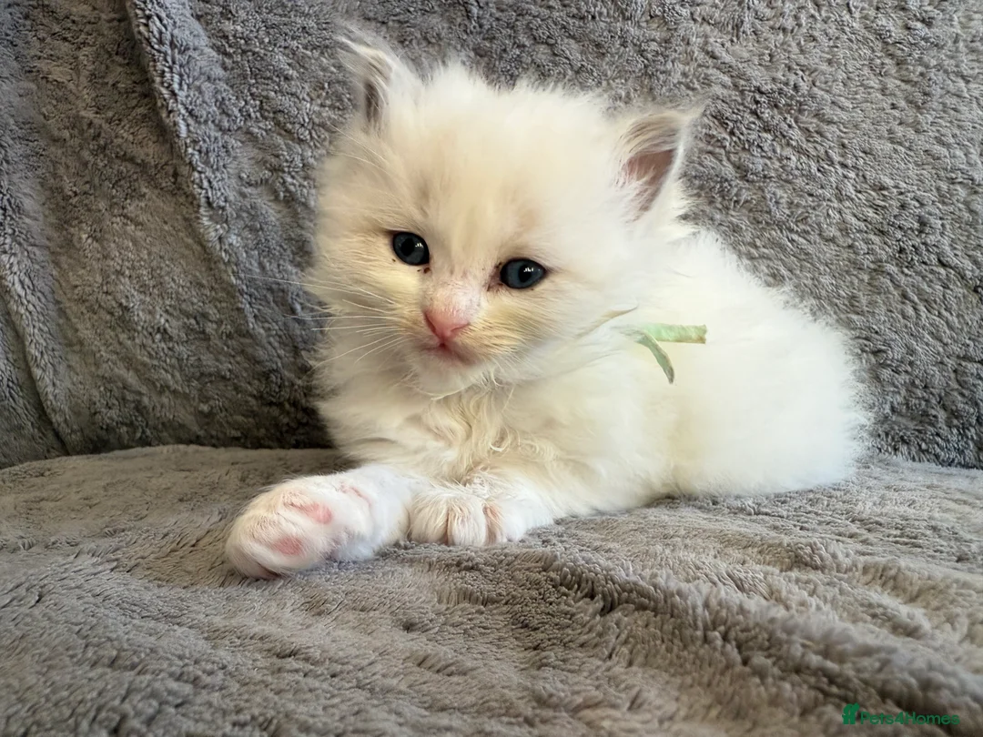 Ragdoll cats for sale: 2 Genetic tested pure Ragdoll Tortie Girl’s Ready - Advert 10