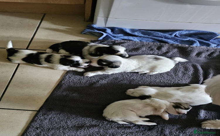 Mixed Breed dogs - Advert 2