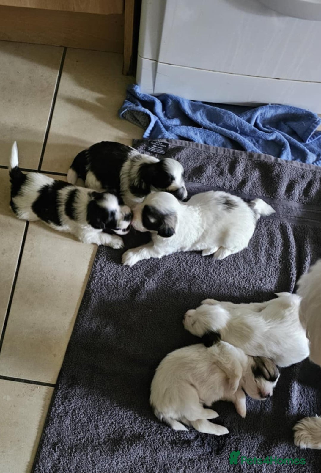 Mixed Breed dogs for sale: Maltichon - Image 1