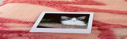 Ragdoll cats for sale: Ragdoll Hybrids (Norwegian Forest 25%) - Advert 12