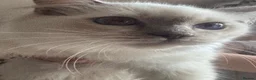 Ragdoll cats for sale: Ragdoll Kittens - Advert 5