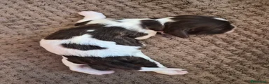 English Springer Spaniel 6