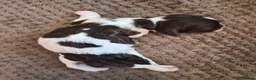 English Springer Spaniel dogs for sale: KC registered English Springer Spaniels - Advert 11