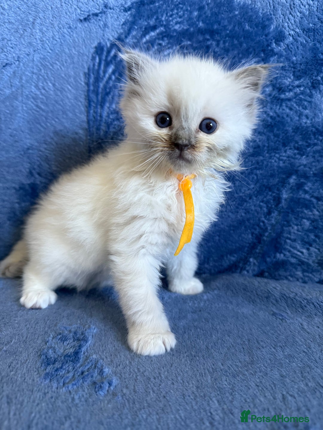 Ragdoll cats for sale: 6 Beautiful Ragdolls - Image 7