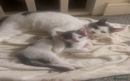 Mixed Breed cats for sale: White and grey kittens - Image 7