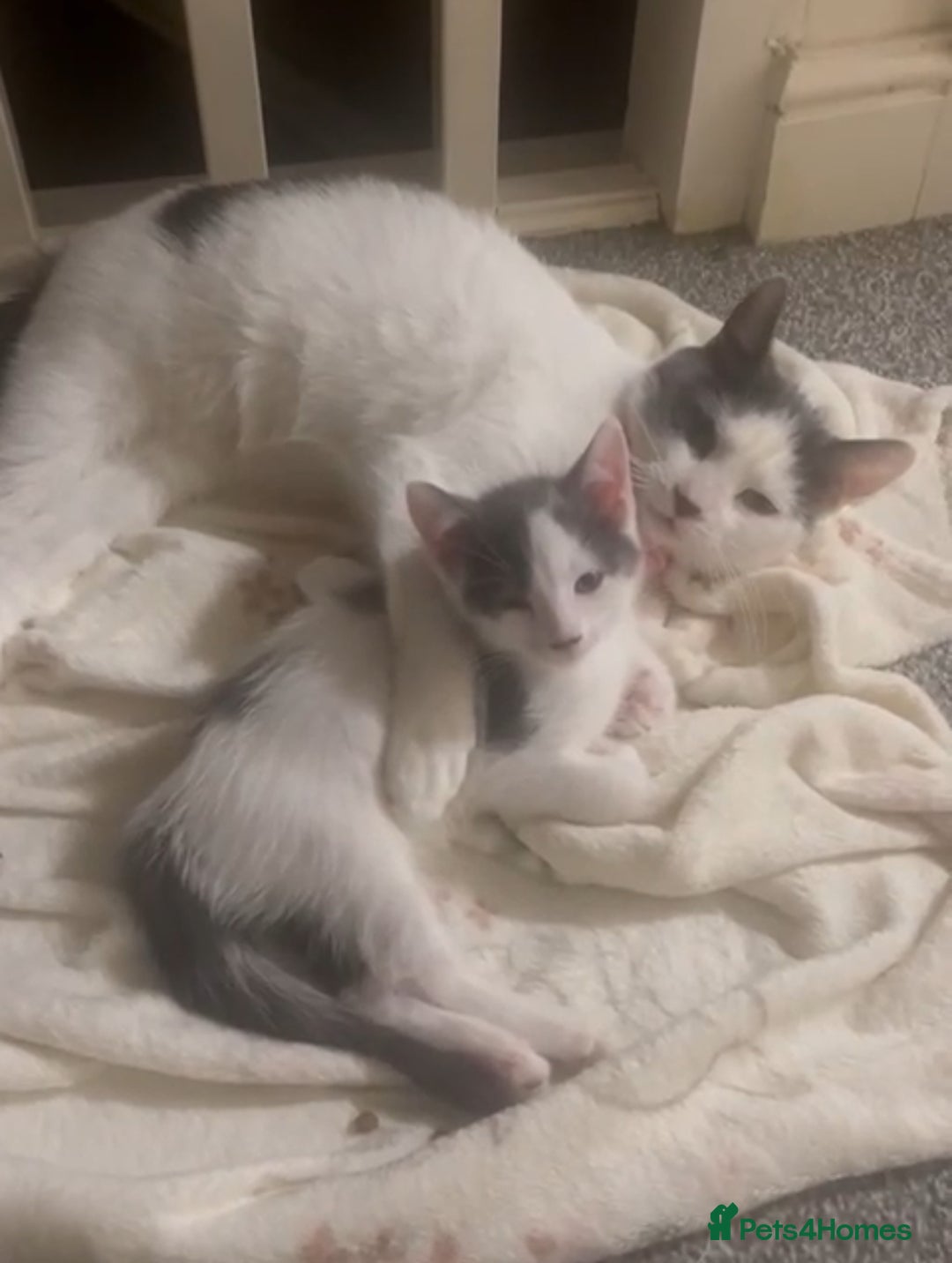 Mixed Breed cats for sale: White and grey kittens - Image 7