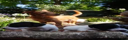 Jack Russell dogs for sale: Miniature Jack Russell Puppies  in Windlesham - Advert 11