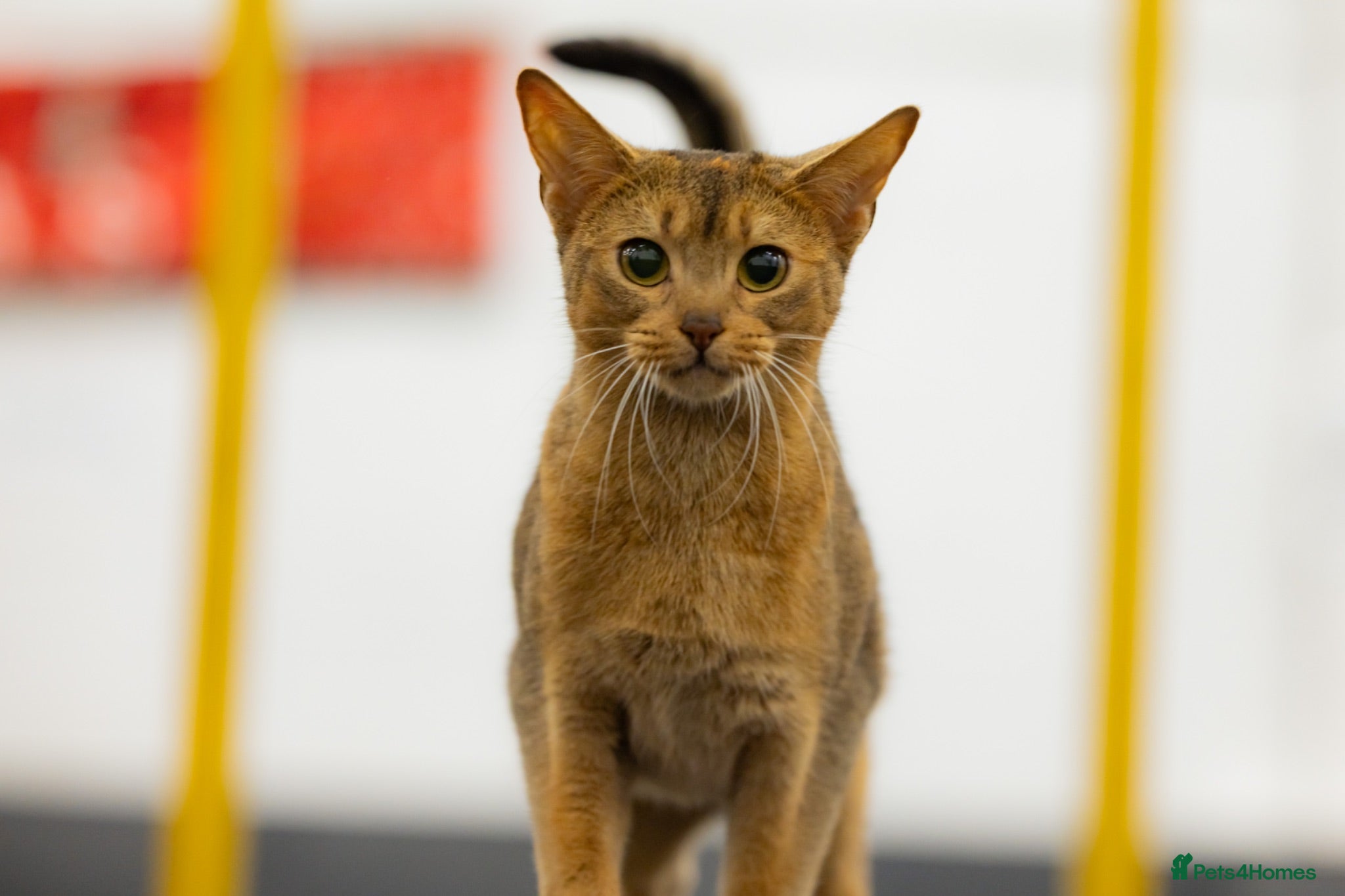 Abyssinian cats Everybody’s favourite 🤍 - Advert 4