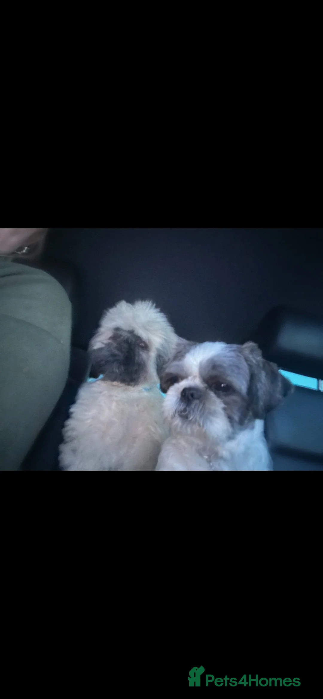 Shih Tzu dogs for sale: 3 beautiful puppies  - Advert 2