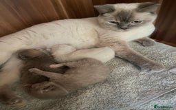 British Shorthair cats for sale: Stunning fluffy kittens  - Image 16