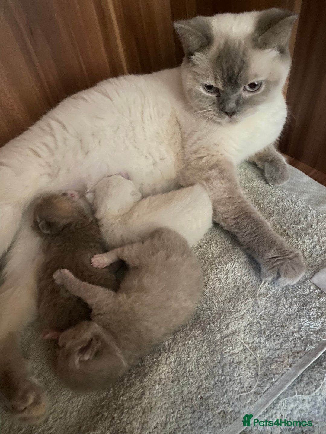 British Shorthair cats for sale: Stunning fluffy kittens  - Image 16