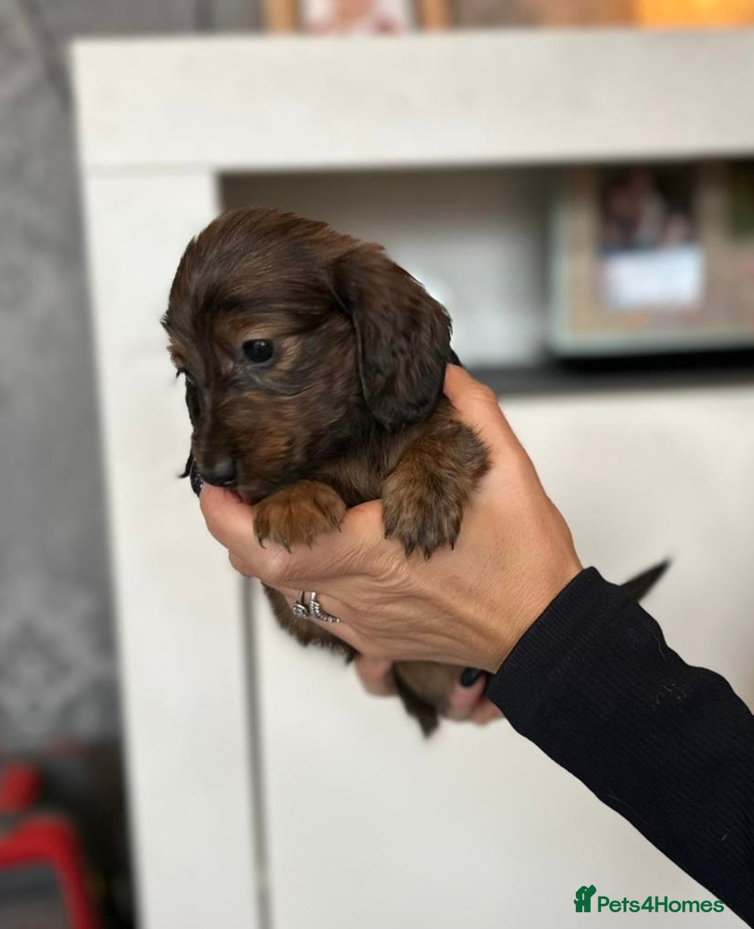 Dachshund dogs for sale: Miniature long hair dachshunds - Image 7