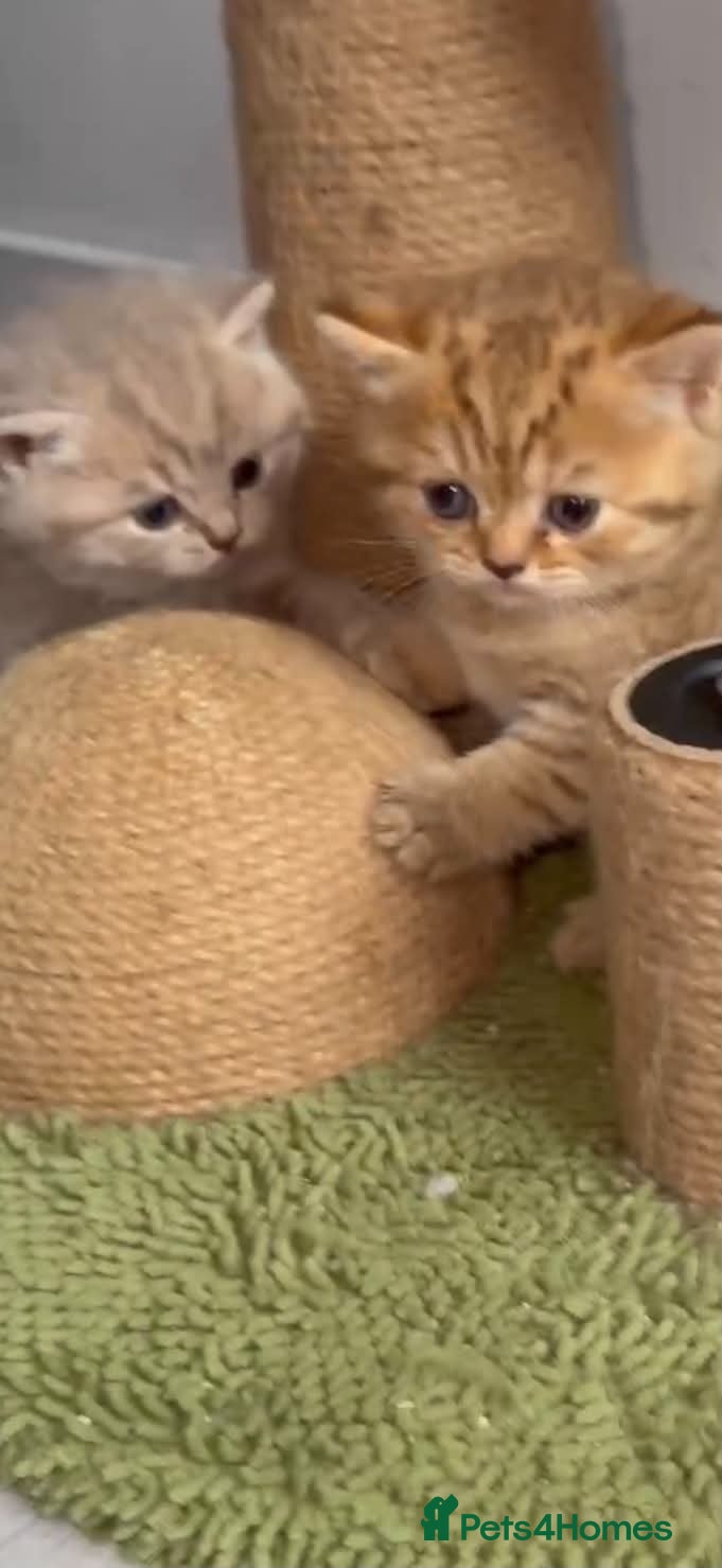 Scottish Fold cats Exceptional litter of Scottish fold/ straight😍😍 - Advert 2