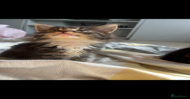 Mixed Breed cats - Advert 10