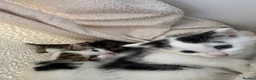 Mixed Breed cats for sale: Beautiful kittens ready to go - Advert 9