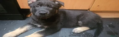 Shepsky 2