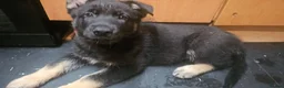Shepsky dogs for sale: 6 Gorgeous Shepsky puppies for sale - Advert 8