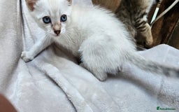 Bengal cats for sale: Cuddly charity donation pay monthly - Image 6