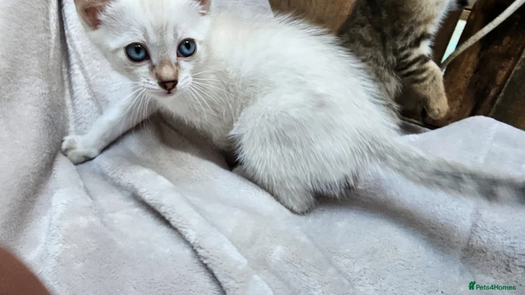 Bengal cats for sale: Guaranteed to be Cuddly *ready now*   - Advert 11