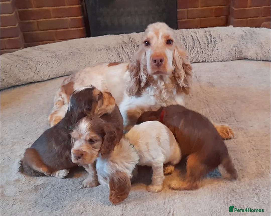 Cocker Spaniel dogs for sale: Stunning litter of Show Cocker Spaniel Puppies - Advert 5