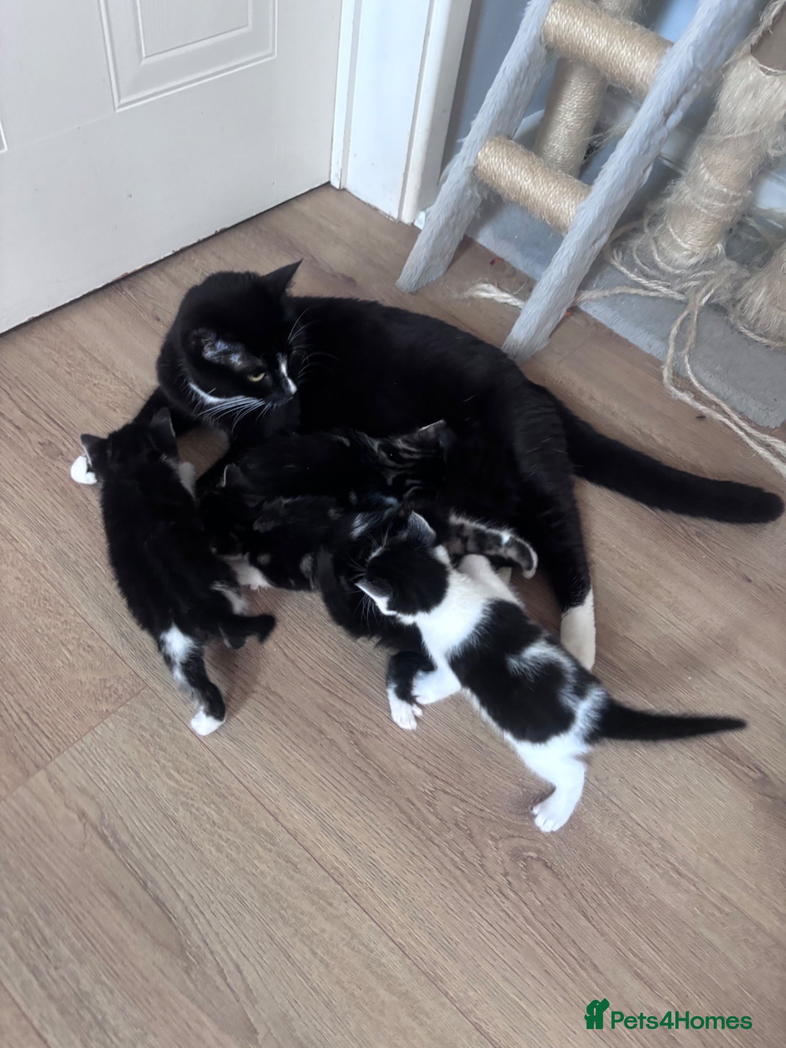 Mixed Breed cats for sale: Tabby kittens & black & white kittens  - Advert 13