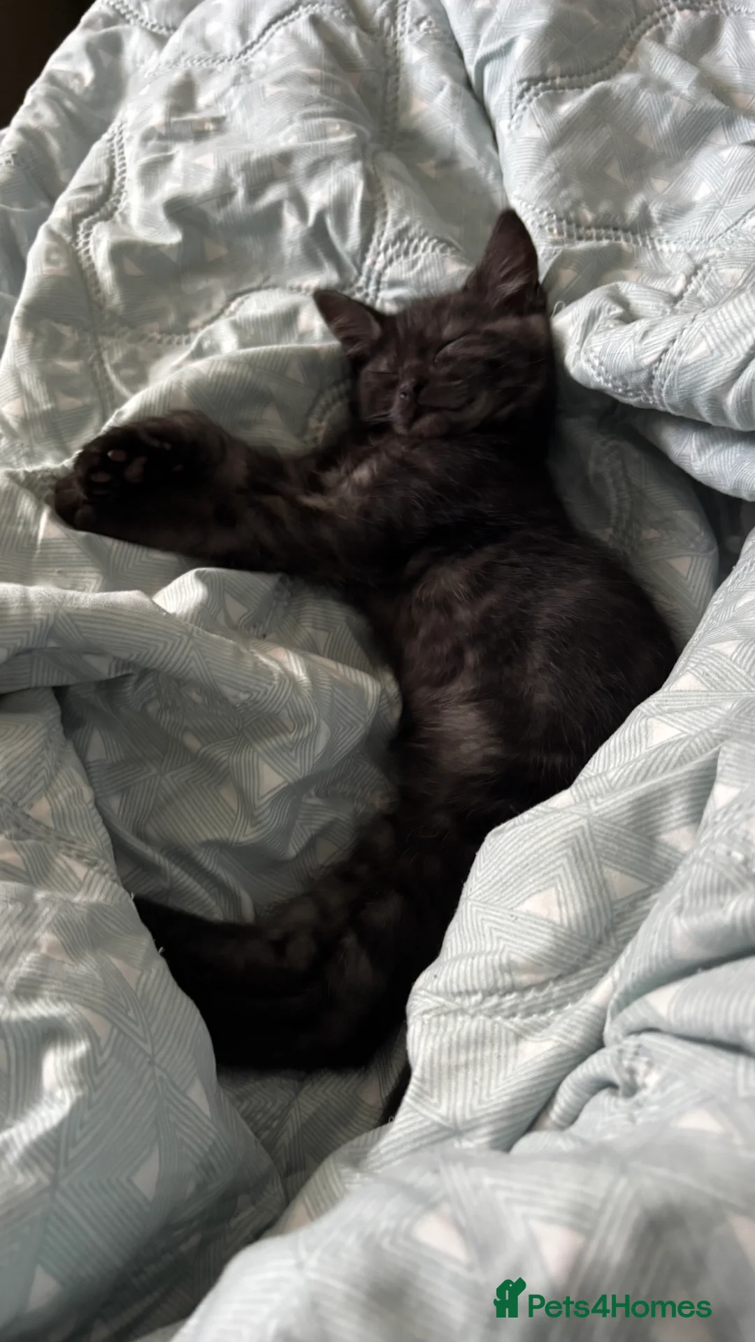 Mixed Breed cats for sale: Adorable sweet kittens are ready to go in Bangor - Advert 4