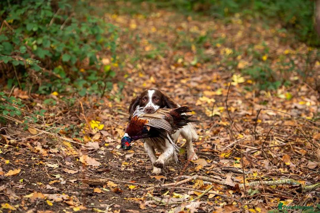 English Springer Spaniel dogs for sale: Springer Spaniel Puppies for sale KC Registered in Swindon - Advert 4