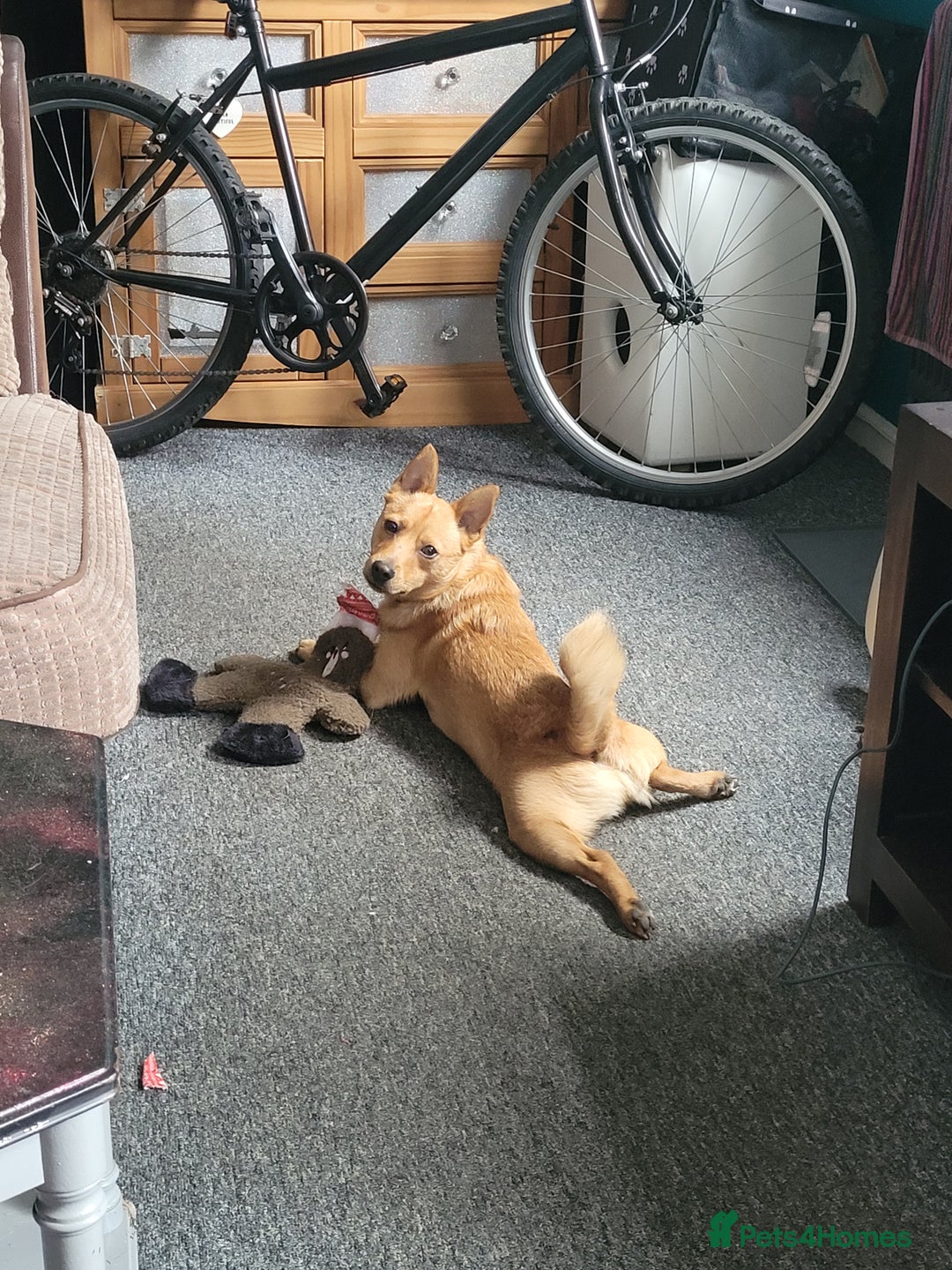 Mixed Breed dogs for sale: Jack/Pom/Chi Puppy Crossbreed for sale - Advert 4