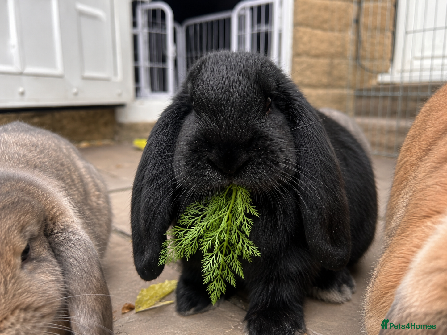 French Lop rabbits Amazing quality French lop babies - one left! - Advert 1