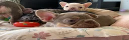 French Bulldog dogs for sale: TOP QUALITY FRENCH BULLDOG PUPPIES  - Advert 30