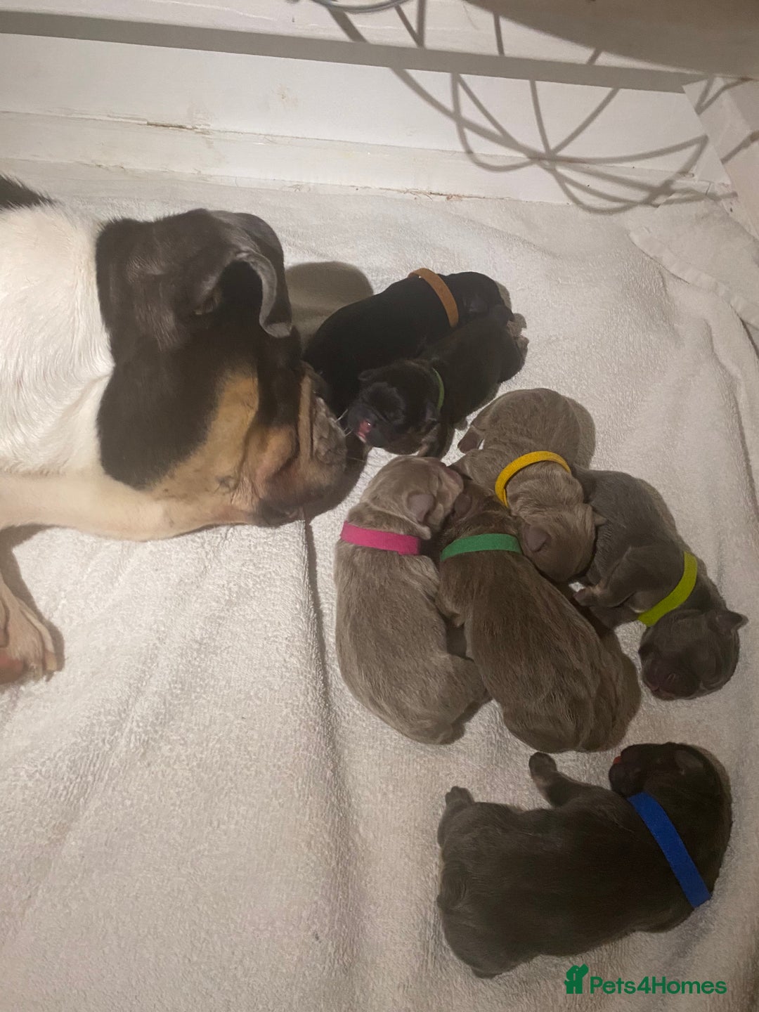 English Bulldog dogs for sale: Outstanding English, bulldog puppies - Image 2