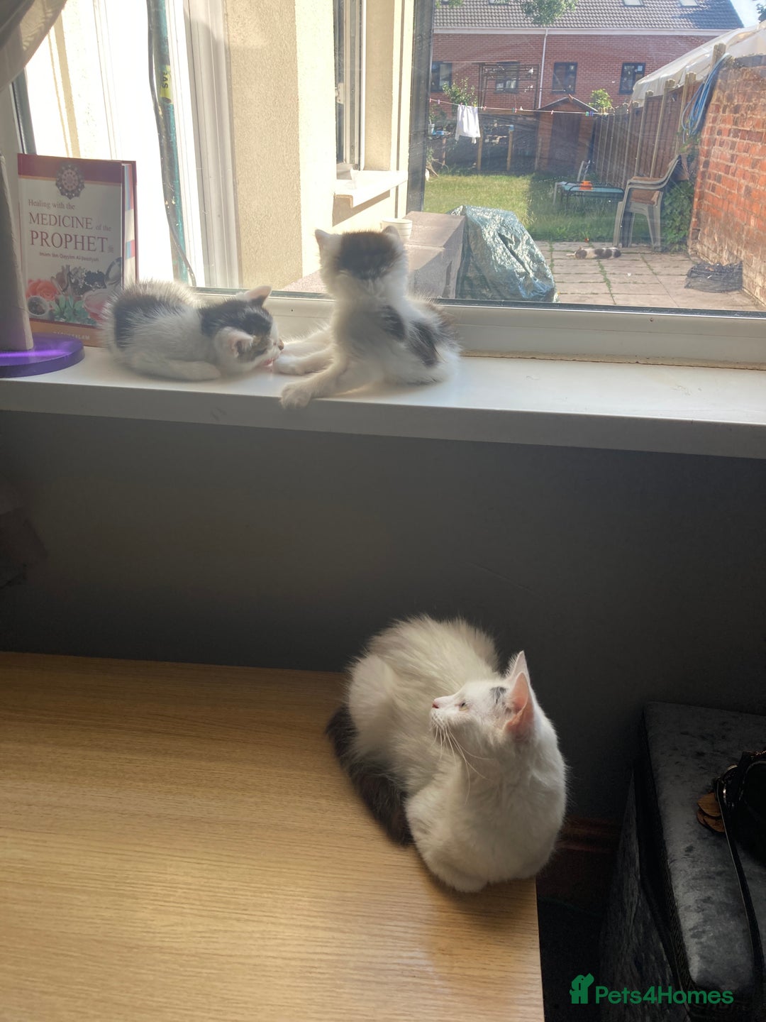 Turkish Angora cats for sale: 3 beautiful kittens ready to find a loving home  - Image 18