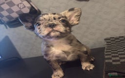 French Bulldog dogs for sale: Fluffy french bulldogs +c2  - Image 40