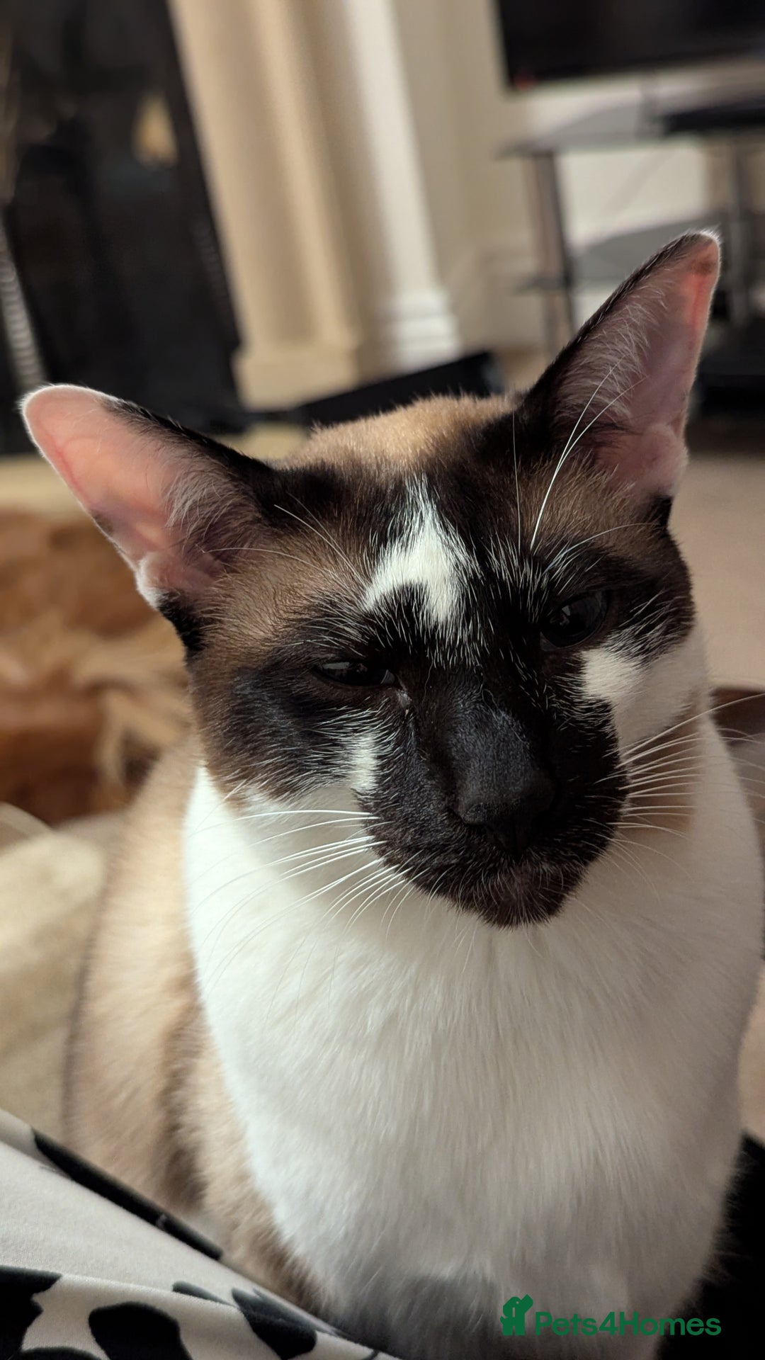 Oriental cats for sale: Blue Eyed Millie 3yr Old Oriental Shorthair Girl - Advert 10