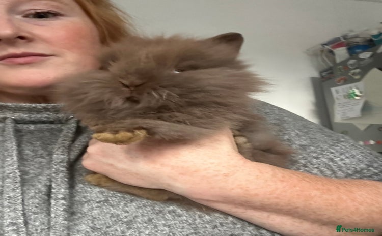 Mini Lion Lop rabbits - Advert 3