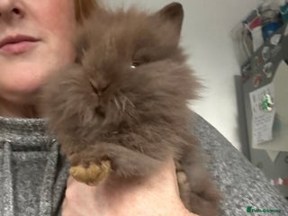 Mini Lion Lop rabbits - Advert 1