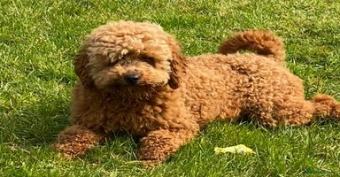 Miniature Poodle dogs - Advert 10