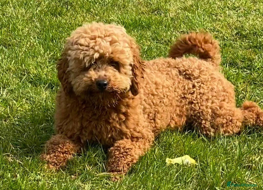 Miniature Poodle dogs for sale: Stunning Miniature Poodles - DNA Health Tested - Image 3
