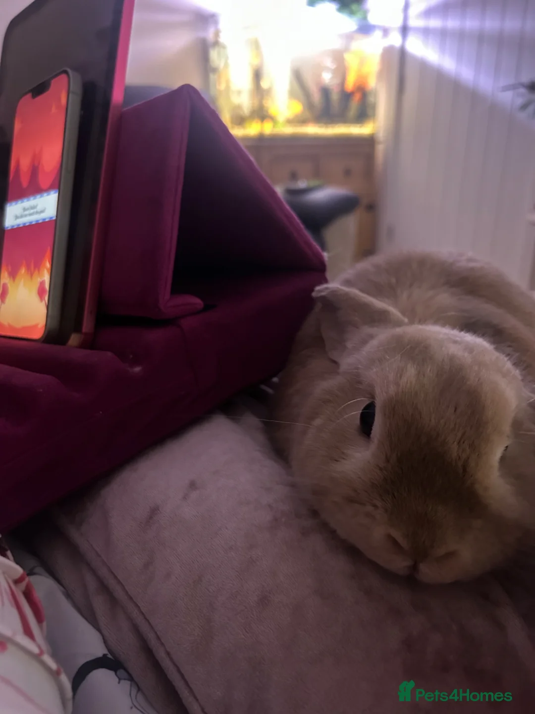 Dwarf Lop rabbits for sale: Male rabbit for re home  in Holmfirth - Advert 2